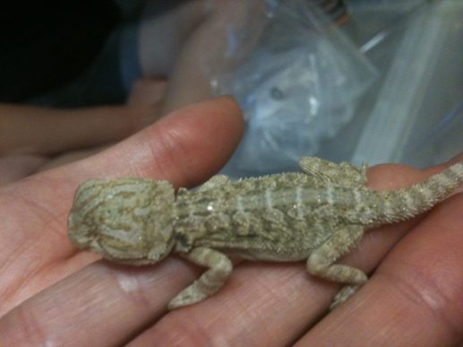 Bearded Dragon neonate with no eyes, several littermates affected
