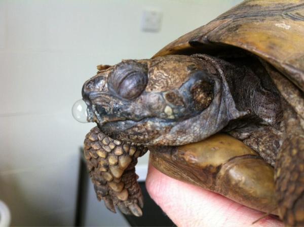 tortoise-runny-nose